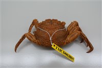 藏品(鱗形斜紋蟹)的圖片